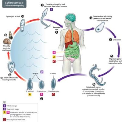  Bucephalus!  Un gusano trematodo que puede desencadenar una tormenta de reacciones inflamatorias en su huésped definitivo.