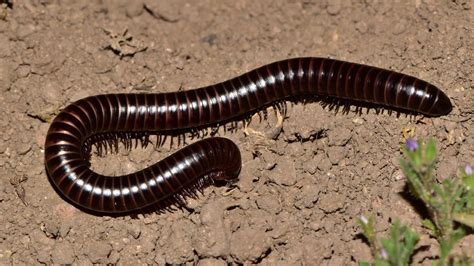  El Equis Milpiés: Un Explorador Silencioso de los Bosques Subterráneos