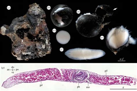  Freeliving Flatworms: ¿Una bailarina microscópica del fondo marino?