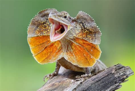 ¡Frill-necked Lizard: El Rey de la Cresta Viviente que Puede Asustar a Cualquier Depredador!