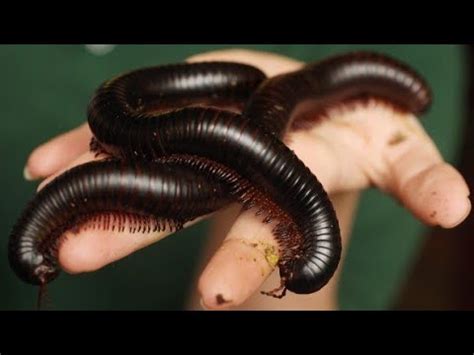  Frondosa Millipede: Unveiling the Secrets of a Miniature, Underground Architect!