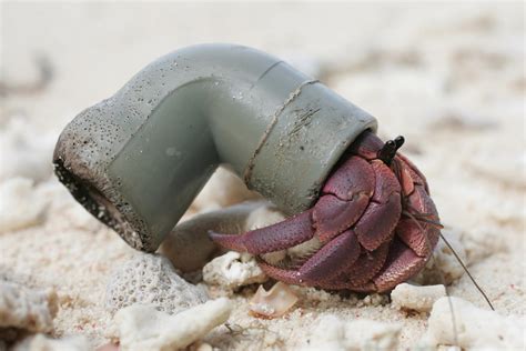  Hermit Crab: ¡Un maestro del reciclaje de conchas en busca de refugio!