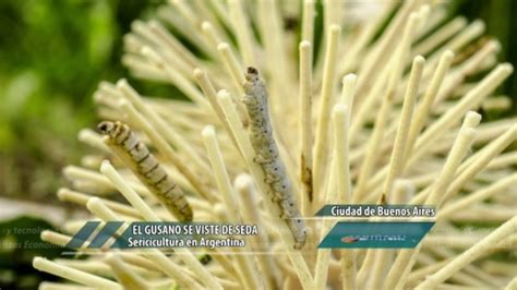  Junonia! Un gusano marino que se viste de seda para cazar presas