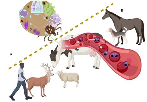  Ookinete: ¡Un Viajero Microscópico Conquistando Celdas de Sangre!