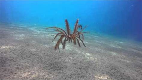 ¡Qué es un Queensland Feather Star y cómo baila en el fondo del mar! Un animal con brazos plumosos que se desliza por la arena, buscando comida en los mares tropicales.