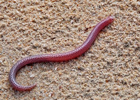  Worm Lizard: Uncommonly Known Reptile that Resembles a Miniature Earthworm!