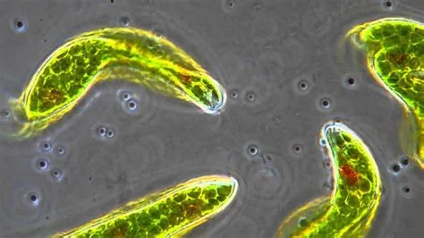  Breviata ¿Un protista de aspecto peculiar que te dejará boquiabierto con su sorprendente capacidad para moverse y alimentarse?