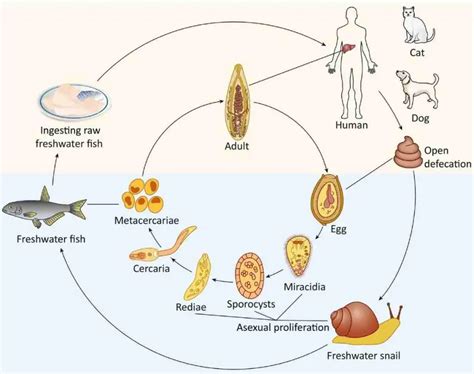  Clonorchis! Un gusano hepático microscópico que puede cambiar tu vida (¡y la de tus peces!)