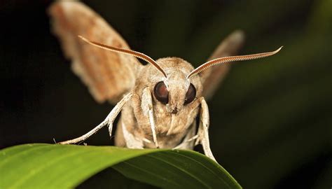  ¿Un insecto elegante y nocturno que inspira asombro? ¡Descubre la fascinante vida de la Oruga Emperatriz!