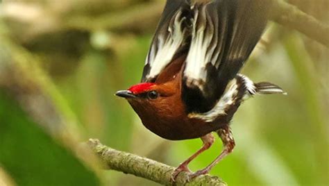  Frailecillo, ¿Un Pájaro Que Revolotea Sobre la Tormenta de Alas Coloridas?