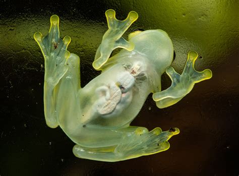  Glass Frog: ¡Descubre la magia transparente de este pequeño anfibio que desafía las leyes de camuflaje!