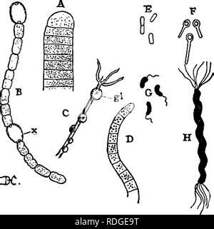  Heterotrichum: ¿Un Maestro del Cambio de Forma con Cilios Extraordinarios?