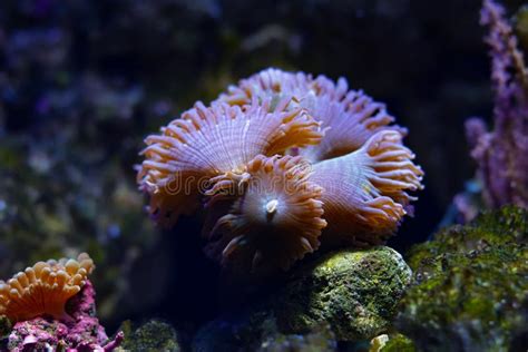  Kaffemilk Coral: Un fascinante anthozoario que exhibe una danza de tentáculos luminiscentes