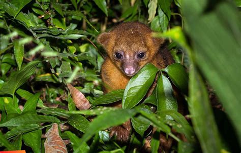  Kinkajou: Un animal nocturno con hábitos arbóreos que te sorprenderá