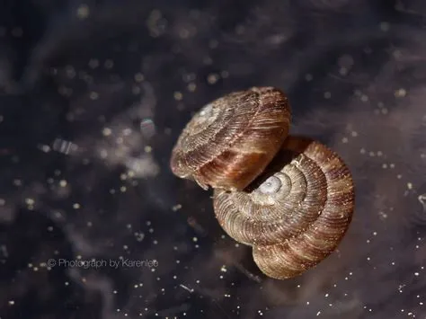  Mitra! ¿Un Caracol con una Concha tan Espiral como la Vía Láctea?