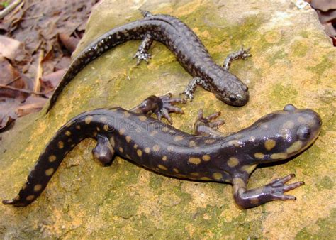  Salamandra de Agua Woodland: ¡Descubre el encanto camuflado de este pequeño anfibio que se mimetiza con la naturaleza!