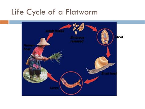  Udonella! Una mirada fascinante al sorprendente ciclo de vida de este gusano plano