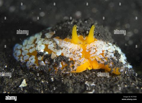  Understanding the Unique Lifestyle of the Unassuming Umbrella Shell! A Deep Dive into its Mysterious Adaptations and Marine Habits