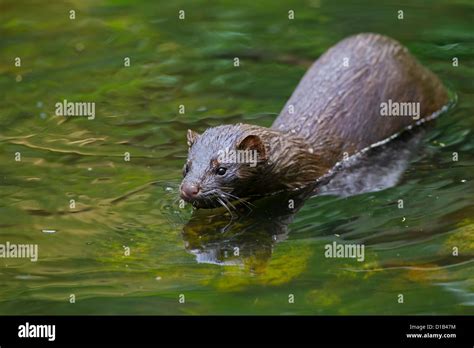  Visón: ¡Un maestro de la natación con una sed insaciable por pequeños peces!