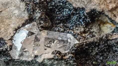  Woeseella! Un diplopodo con un exoesqueleto brillante que brilla como un diamante en bruto