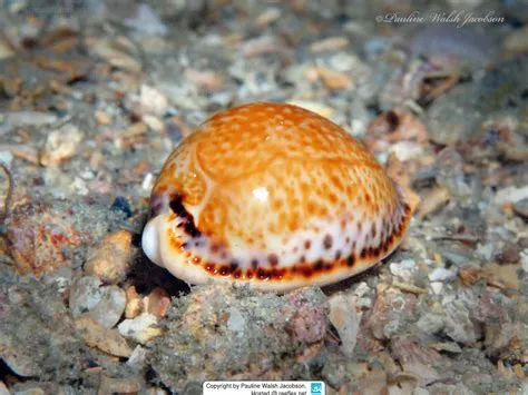  Yellow Cowrie ¡Descubre el asombroso mundo de esta criatura marina con un caparazón vibrante!