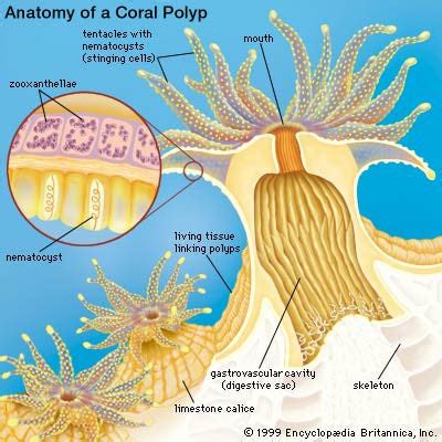  Zooxanthellae-Hosting Hydra: Discover These Tiny Aquatic Creatures That Pack a Colorful Punch!